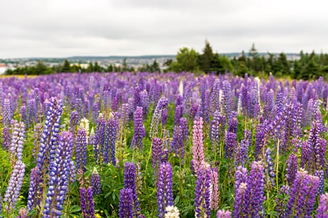 Bild på blomsterlupin
