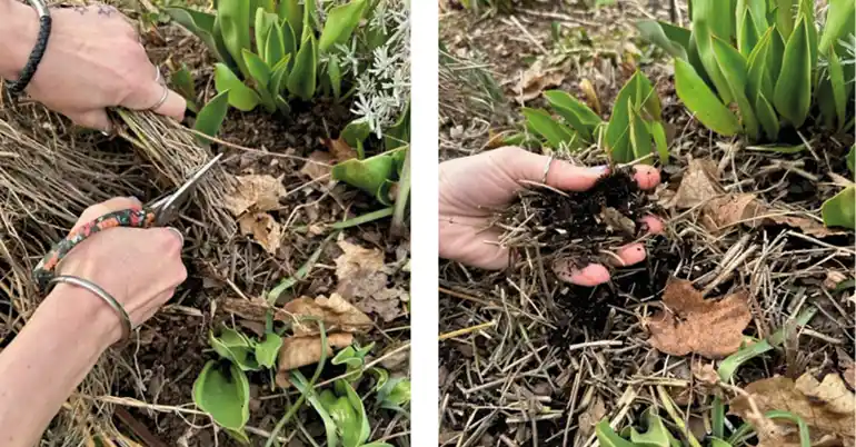 Händer som klipper ner perenner med en sax. De nerklippta perennerna läggs ut rabatten.
