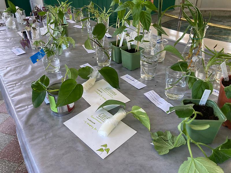 Många sticklingar från gröna växter står på ett bord